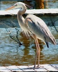 Heron