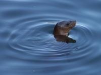 Loutre et ondes